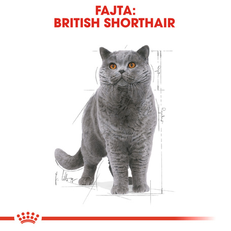 Royal Canin British Shorthair Adult - Brit rövidszörű felnőtt macska nedves táp