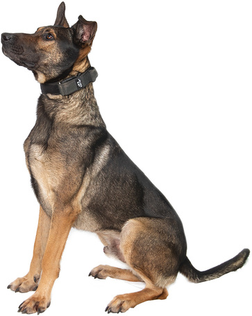 Kajla, 4 éves, 65 cm magas, kan