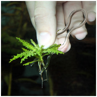 JBL ProScape Plantis ültetőcsipesz (növény rögzítő) #2