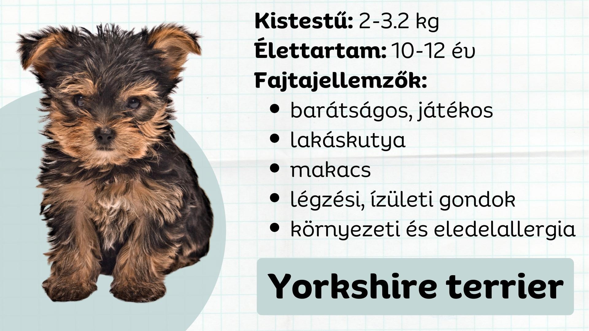 Yorkshire terrier fajtajellemzők