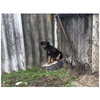 Gizi, 6 éves, 48 cm magas, szuka #4