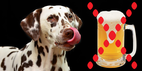 Tiltott ételek és más toxikus anyagok - Mire ügyeljenek a kutyatartók?