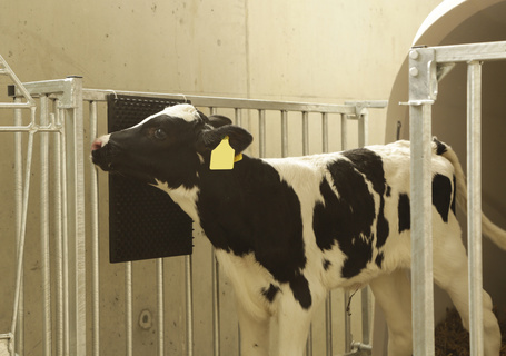 Kerbl fali vakarólap gumibütykökkel istállóba