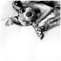 Adaptil nyugtató hatású párologtató készülék és utántöltő | Kutyáknak #9