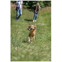 Trixie Feed Dummy huza-vona játék kiképzéshez kutyáknak #6