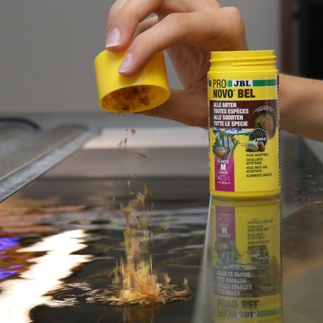 JBL ProNovo Bel Flakes lemezes díszhaleleség