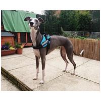 Julius-K9 IDC világoskék powerhám kutyáknak #5