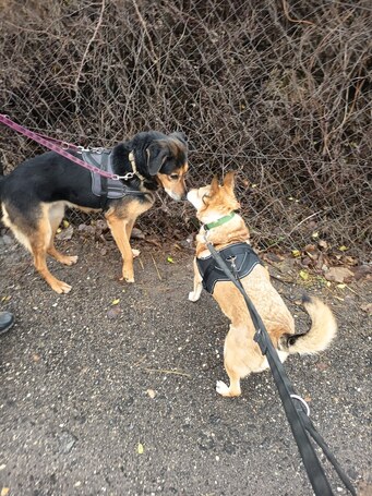 Poppy, 11 éves ivartalanított idős hölgy