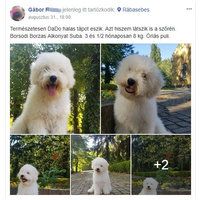 Dado Hypoallergenic Puppy Mini Fish & Rice | Hipoallergén halas táp kistestű kölyökkutyáknak #11