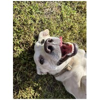 Alba, 1.5 éves ivartalanított szuka