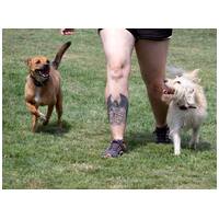 Aranyka, ivartalanított szuka kutyus #19