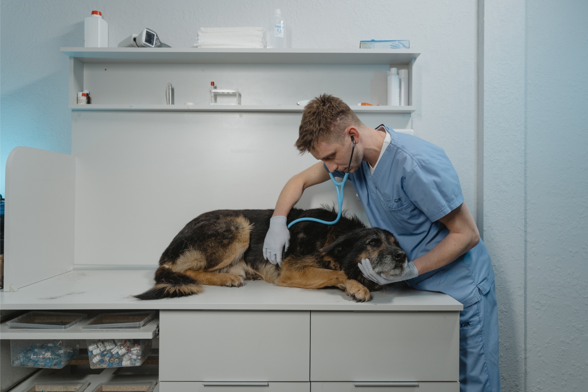 Beteg kutya állatorvosnál