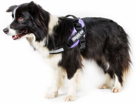 Julius-K9 IDC lila powerhám kutyáknak