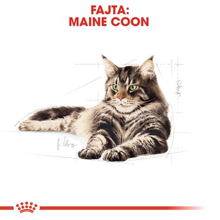 Royal Canin Maine Coon Adult - Maine Coon felnőtt macska száraz táp