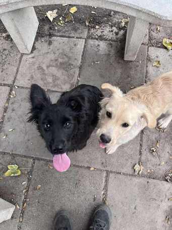 Áfonya, 5 hónapos keverék kislány