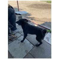 Gizmo, fél éves, kan #9