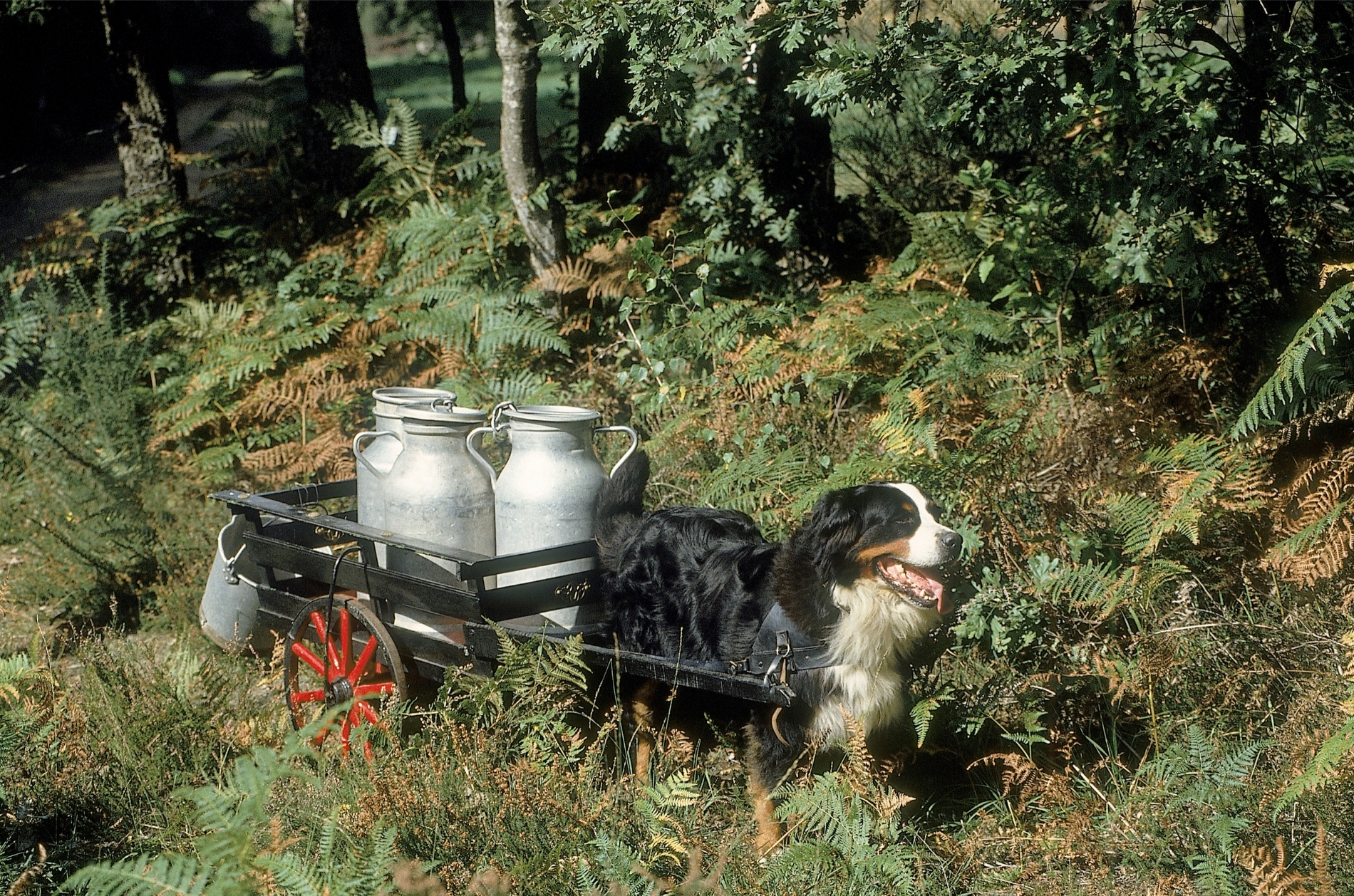 Berni pásztorkutya tejekocsit húz