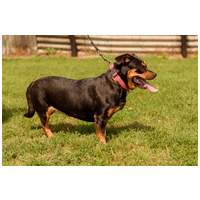 Picúr, 6 éves, kis testű, szuka #2