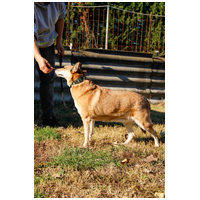 Poppy, 11 éves ivartalanított idős hölgy #2