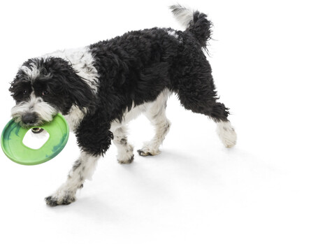 West Paw Seaflex Sailz - Károsanyag-mentes frizbi