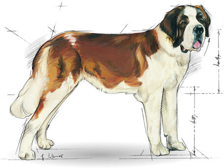 Royal Canin Giant Junior - óriás testű kölyök kutya száraz táp