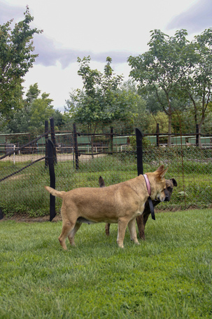 Pufirizsa, 8 éves ivartalanított szuka