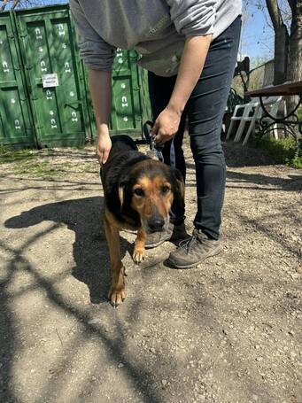 Bözsi, a 10 éves idős hölgy