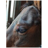 Union Bio Skincut nyugtató hatású hámosító krém lovaknak #3