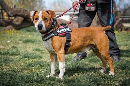 Hádész, 9 éves, 50 cm magas, kan