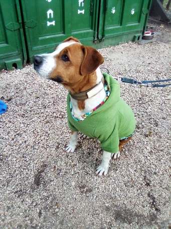 Hádész, 9 éves, 50 cm magas, kan