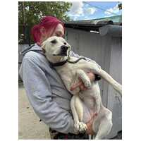 Alba, 1.5 éves ivartalanított szuka #2