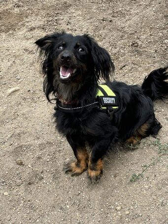 Puszedli, kan kutyus