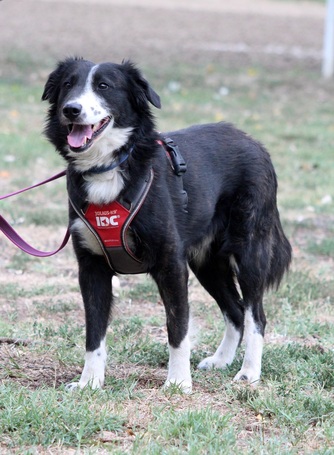 Drukker, ivartalanított kan kutya, gazdit keres