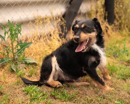 Oli, 2 éves, 47 cm magas, kan