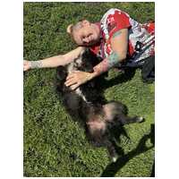 Gáspárka, 6 éves ivartalanított kan #5