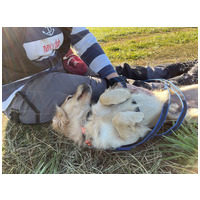 Railey, két éves, kan #3