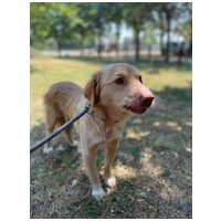 Wall-e, két éves, kan #5