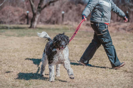 Zénó, 7 éves, ivartalanított kan