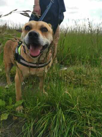 Pufirizsa, 8 éves ivartalanított szuka