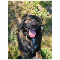 Franco, 3 éves, 41 cm magas, hosszú szőrű kan #5