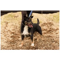 Borzas, két éves, kan #11