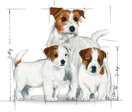 Royal Canin Mini Starter - Száraz táp kistestű vemhes szuka és kölyök kutya részére 2 hónapos korig