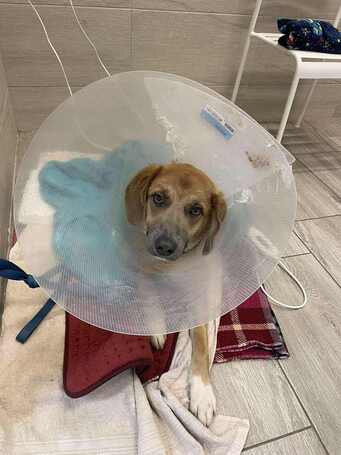 Kira, 2 éves szuka kutyus