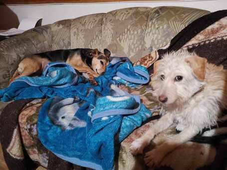 Aranyka, ivartalanított szuka kutyus