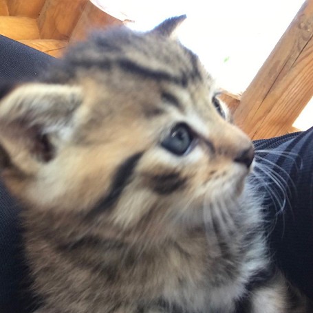 Pufi