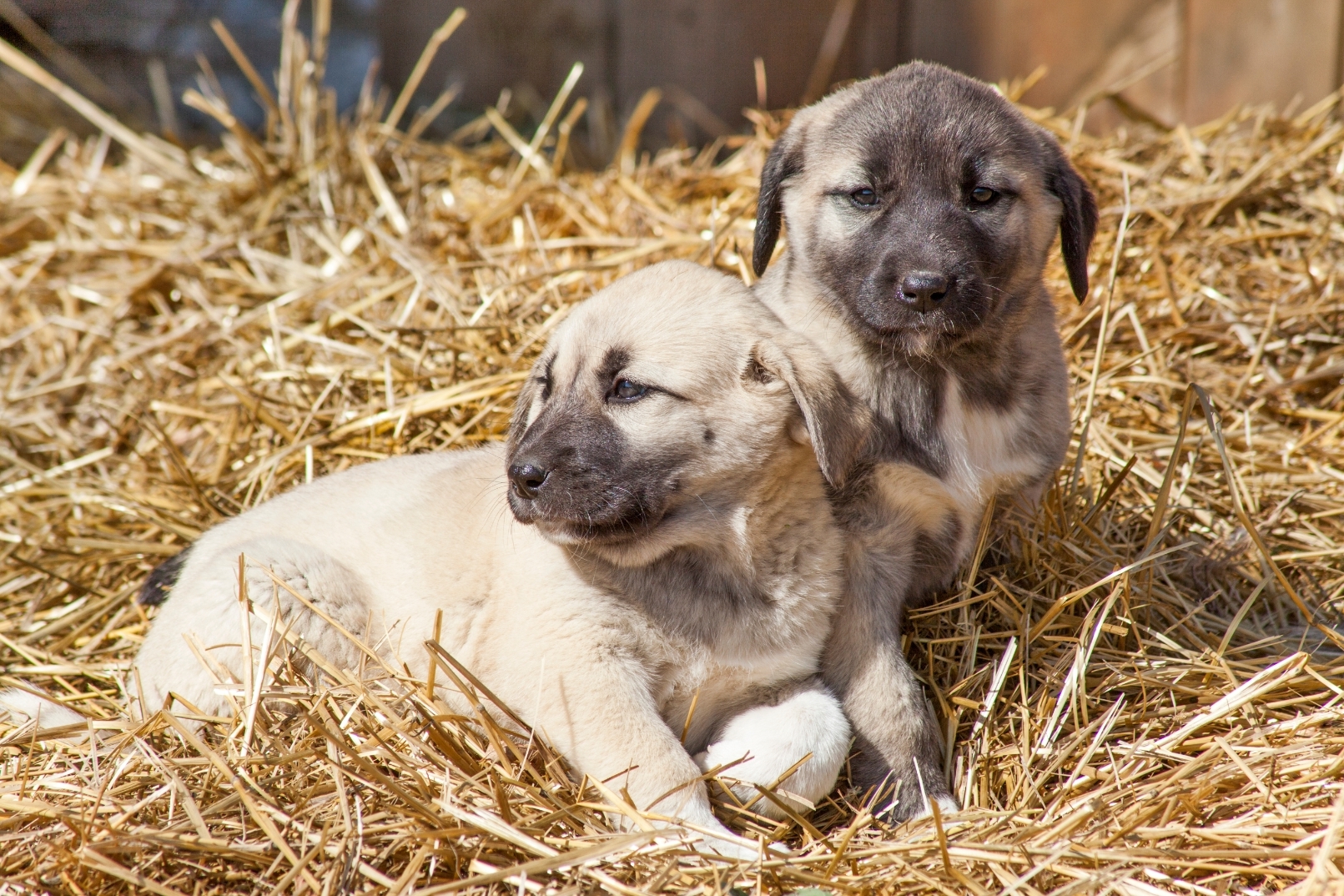 Kangal kölykök