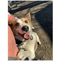 Foltos, 9 éves ivartalanított kan #2