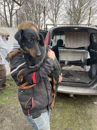 Prézli, 3 éves ivartalanított kan