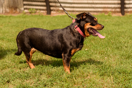 Picúr, 6 éves, kis testű, szuka