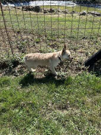 Szöszi, 5 éves ivartalanított lányka